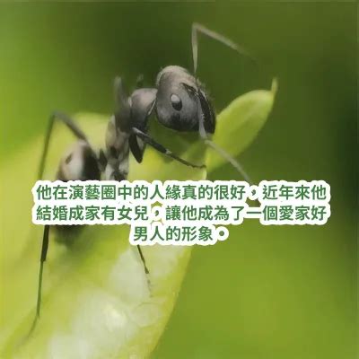 夢見消滅螞蟻|夢見螞蟻─夢境解析─解夢夢工廠─科技紫微網